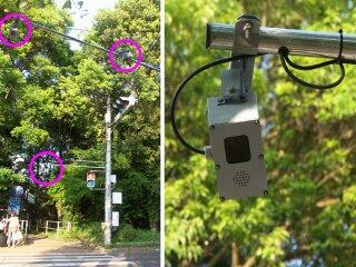 平砂学生宿舎前バス停に行く信号器写真。白杖認識システムが写っている。